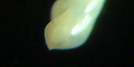 Halielloides fragilis??